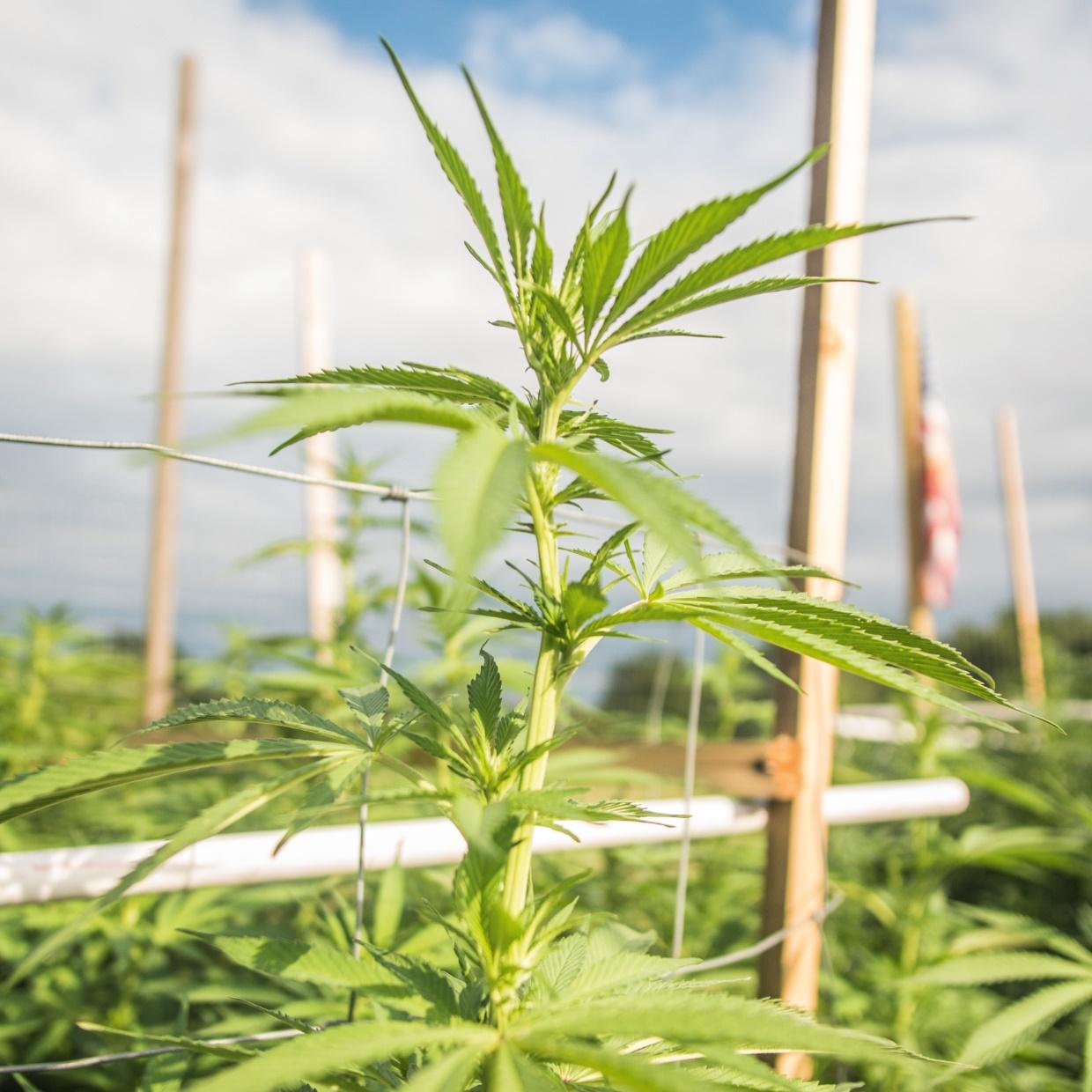 Hanfpflanze auf einer Hanfplantage