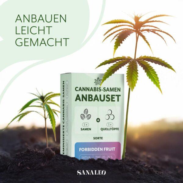 Grüne Packung des Sanaleo Anzuchtsets Blue Dream, eine Packung mit 3 feminisierten Cannabis-Samen, Quelltöpfen und Anleitung.