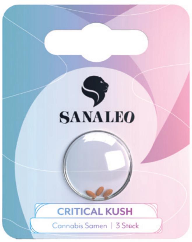 THC Cannabis Samen Critical Kush von Sanaleo als 3er-Pack in einem runden, silberumrandeten Behälter auf einem blau-rosa Gradientenhintergrund.