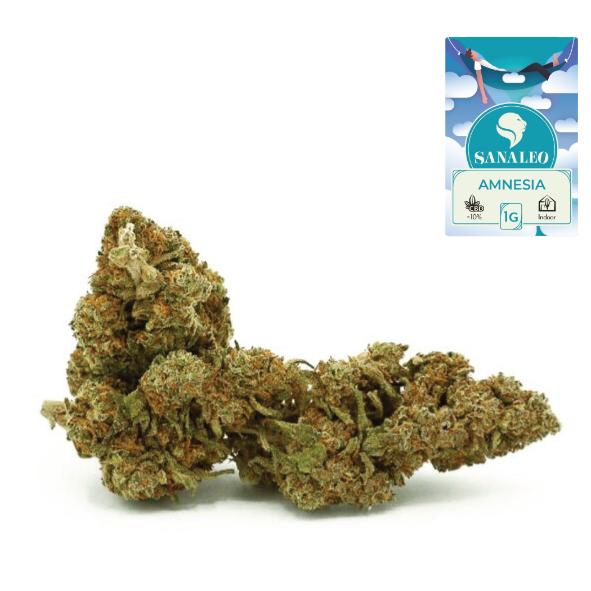 CBD-Blüten Amnesia Haze 1g 0,0% THC