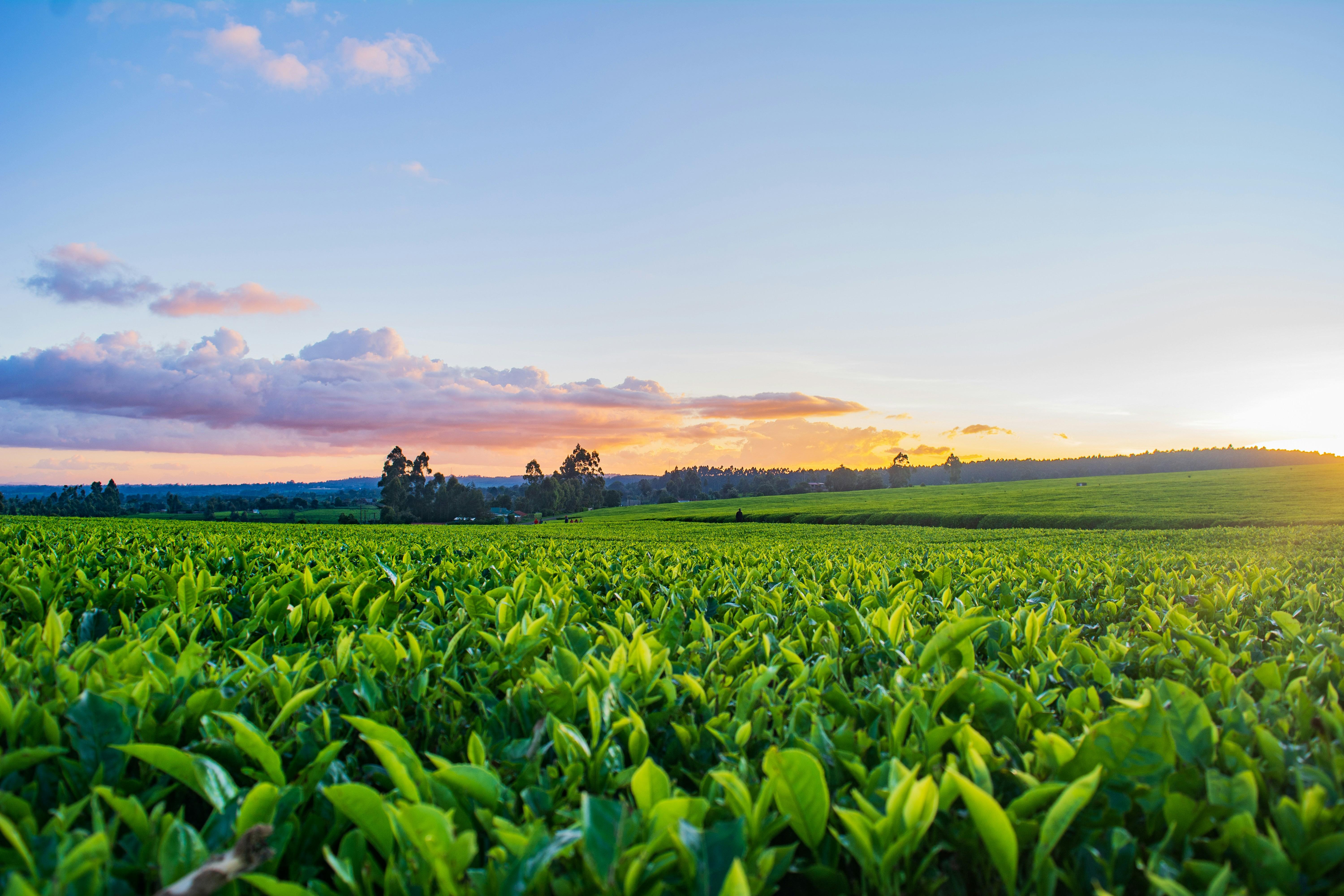 Eine Landschaftsaufnahme von einem Feld von grünen Tabak Pflanzen.