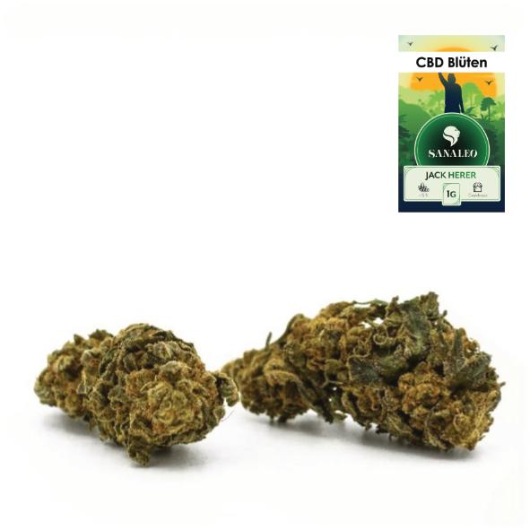 Sanaleo CBD-Blüten Jack Herer, 1 Gramm, mit markanter Blütenform und orange-goldenen Trichomen auf weißem Hintergrund.