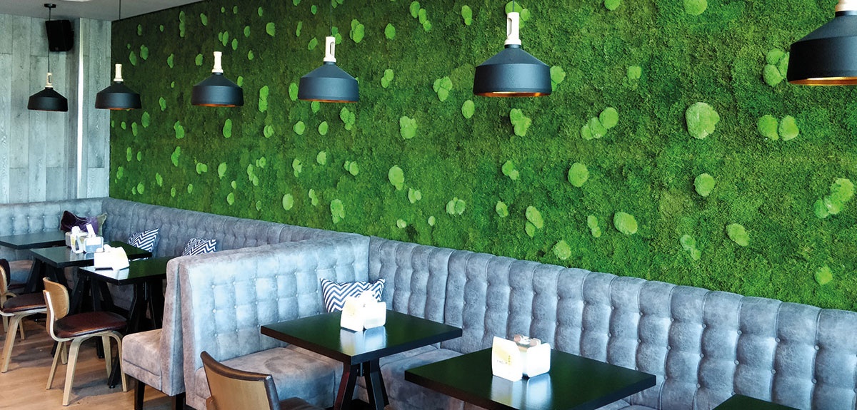 Ohne Moos nix los – Pflanzenbilder als natürlicher Wandschmuck