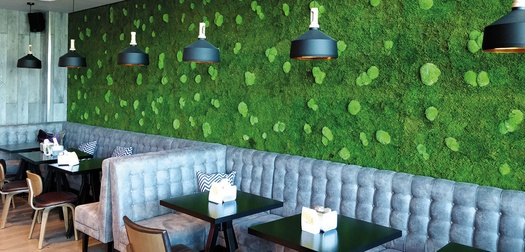 OHNE MOOS NIX LOS – PFLANZENBILDER ALS NATÜRLICHER WANDSCHMUCK