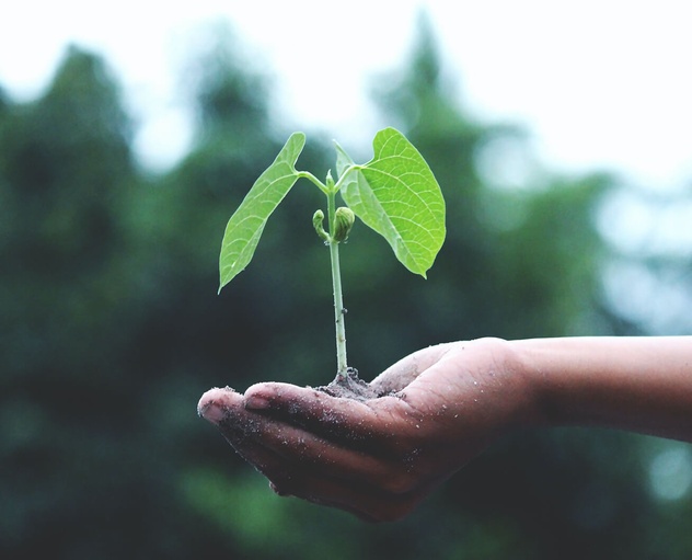 GO IN Nachhaltigkeit Review Forest