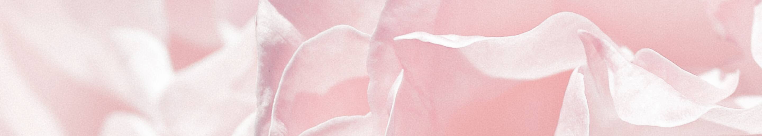 Blush Rose