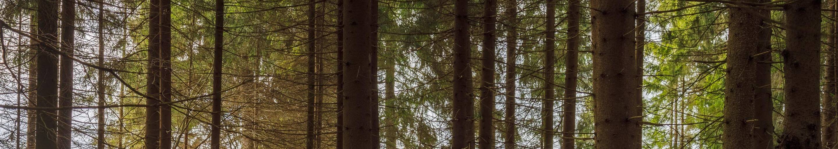 A walk in the woods