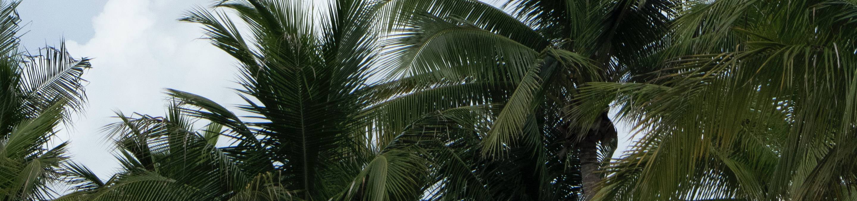 Palm Valley