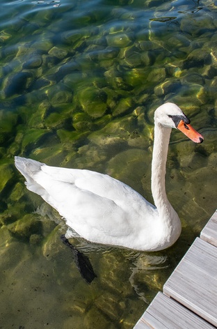 GO IN Referenz Hendlglück